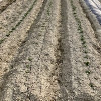 ほうれん草とじゃがいも