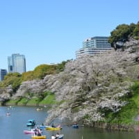 ２０２５年の桜ー千鳥ヶ淵