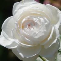 青和ばら公園 　〈ピンク色系のバラ９品種、赤色系のバラ５品種、白色系のバラ４品種、黄色系のバラ３品種〉　