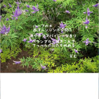 引越しました　https://ameblo.jp/emustyleemu/
