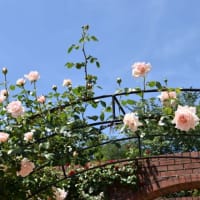 森林公園運動広場　　カラーリーフガーデンに咲くバラたち　　　4　