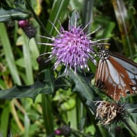 ヨレヨレのアサギマダラとアザミの花