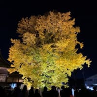 千本公孫樹をライトアップ『煌kirameki2024』が開催されました＠葛飾八幡宮
