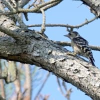 06/27探鳥記録写真：２０２５年4月に出会った鳥たち①