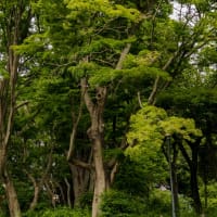 真の発見の旅 with eos rp