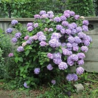 あじさいの花が見頃でしょう