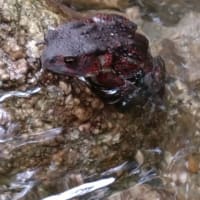 夏の釣行は山女魚一匹