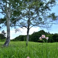 #1,117　高清水のひめさゆり見頃