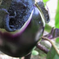 我がミニミニ菜園　初収穫