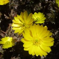 突然の春と黄砂…隣の山田さん花粉症です　(；一_一)