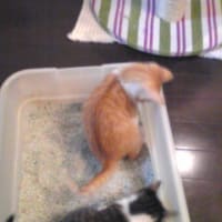 トイレもちゃんと使えます？