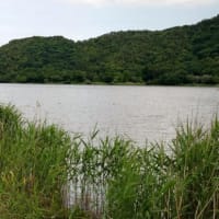 琵琶湖水系タナゴ探しリベンジ