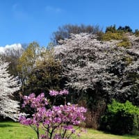 武蔵国分寺史跡の桜