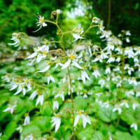 ユキノシタが咲きました！（板橋区立赤塚植物園 2024.5.19撮影）