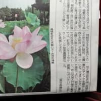 古代ハスから大賀ハスに