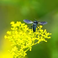幸福を呼ぶ蜂達