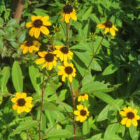 自宅の7月の花と近況報告