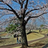 満開の桜の下を歩く