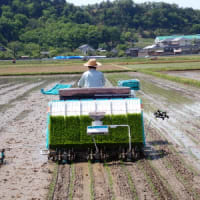 酒米の田植え