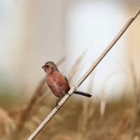 北と南の島の冬鳥達・・・（猛禽類と小鳥達）
