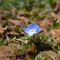 小さな小さなお花