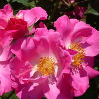 '12年の春薔薇