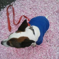 チューリップ