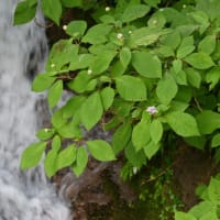 不動滝（高森町）