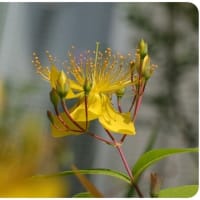 錦糸様