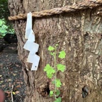 1本のイチョウの木に雄の葉と雌の葉が？！