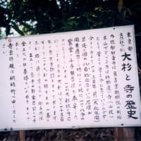 塩船観音寺の大杉