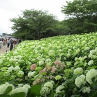 ～あじさいの花が見頃です～