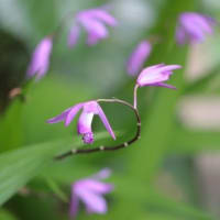 向島百花園によって　・・・　stopping by Mukojima-Hyakkaen Garden