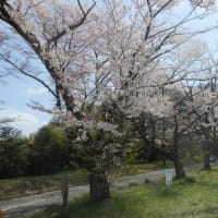 我が家の桜、満開です！