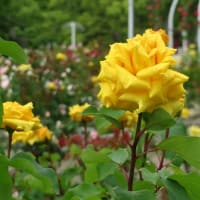 蜂が峯バラ公園