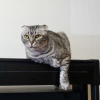 引っ越しします！