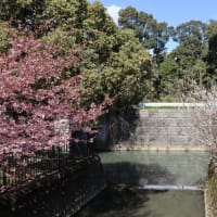 お花見はじめ