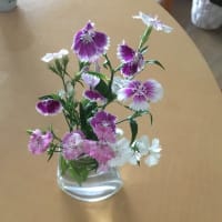 なでしこ