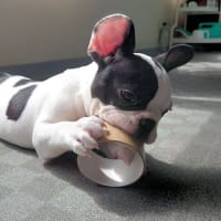 今日も働き者