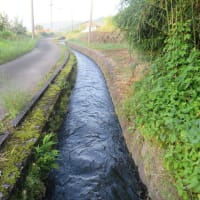 朝の散歩（2025/7/7）・・・姶良市加治木町宇曽ノ木川上流方面