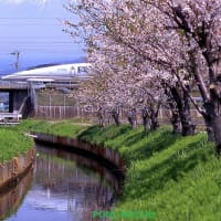 いつかの東海道新幹線と富士山と桜（２０００年ころ？）