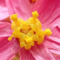 ヘリクリサム「かんざし姫」の花