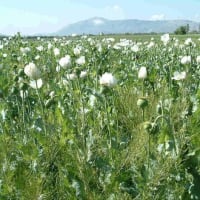 愛がイク(２８７) 　　ケシの花