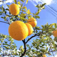 食事/身体の栄養と心の栄養