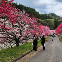 花桃を満喫してきました