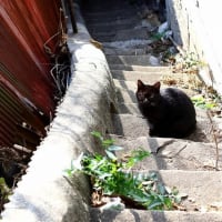 坂の街の猫たち　2025年2月　その5