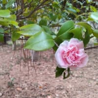 桜🌸だけじゃない　椿咲き　カワセミ佇む緑地