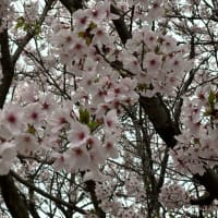 桜の花はまだ見頃を過ぎてませんね。