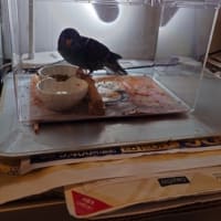 おかえりマルちゃん