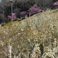 早咲きの桜の防災公園